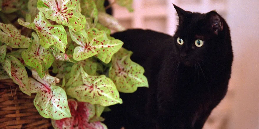 India peeks around a plant at the White House, July 10, 2001.