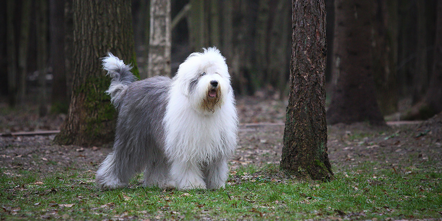 old english sheepdog bobtail