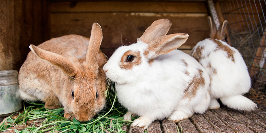 rabbits in a cage eat grass