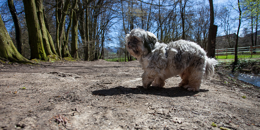 small chinese dog on path