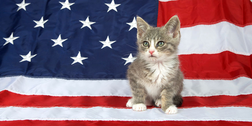 tabby kitten sitting on the American flag