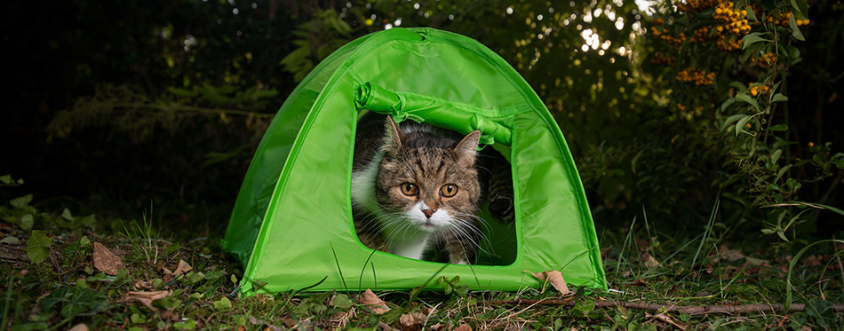 tabby white british shorthair cat looking out of green mini tent outdoors in the garden