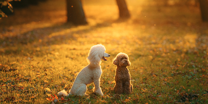 white and chocolate poodles in autumn leaves.