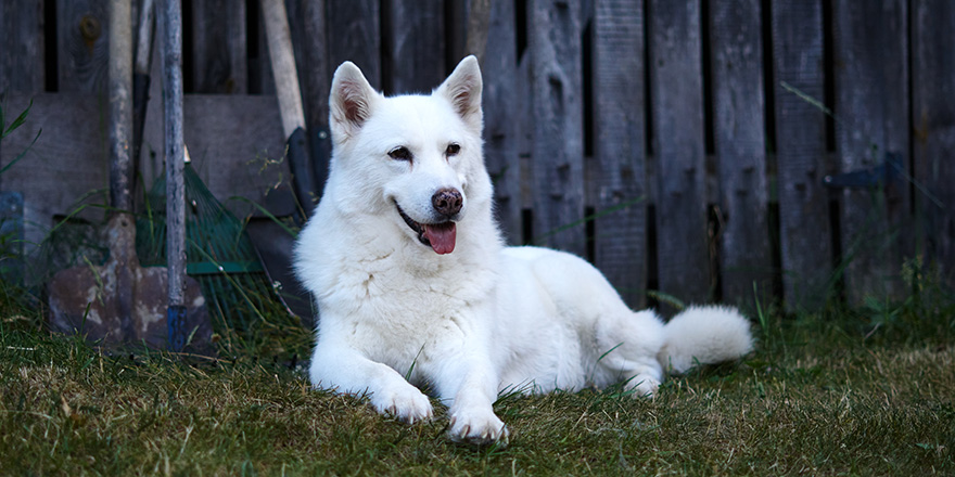 white haski dog sits and looks around.