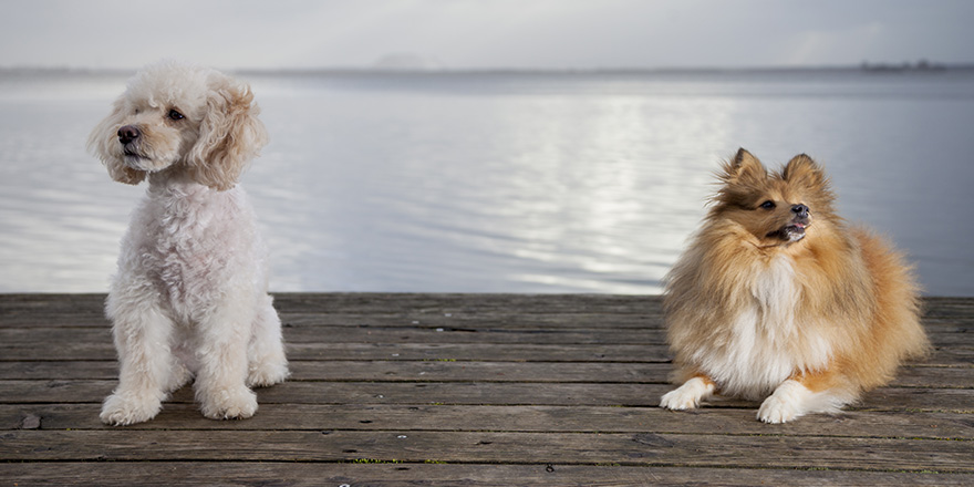 white poodle mongrel and a shetland sheepdog lies on wood planks
