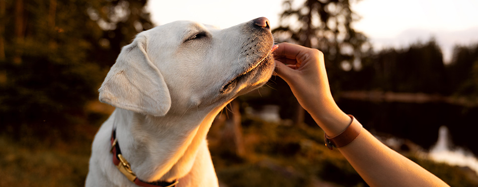 young beautiful labrador retriever puppy is eating some dog food out of humans hand outside during golden sunset