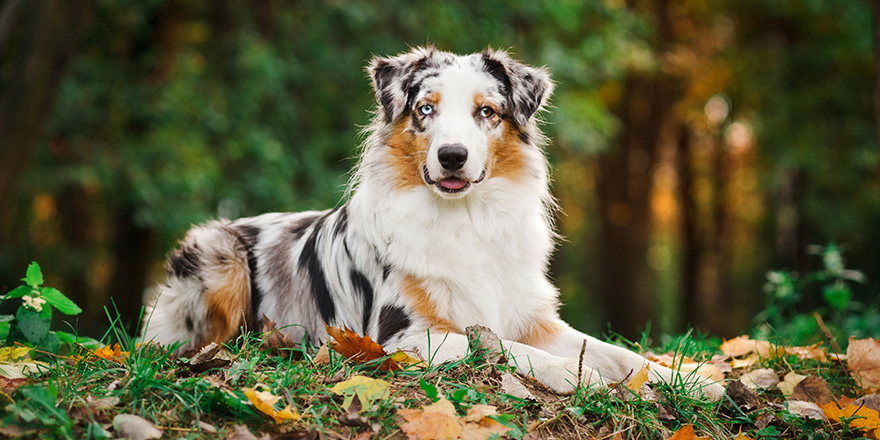 young merle Australian shepherd portrait in autumn