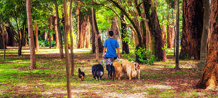 A Man Walking Multiple Dogs with Their Leashes and Collars In the Park On a Beautiful Sunday Summer Morning