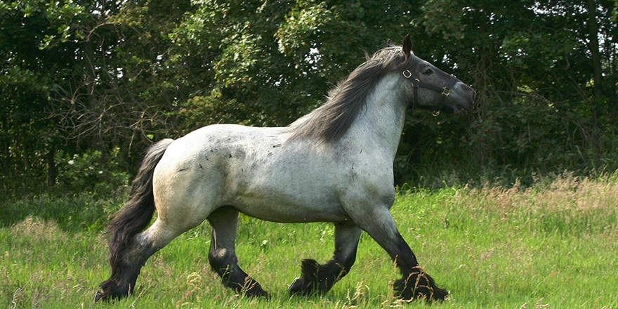 A heavy draft horse shows a lively trot.