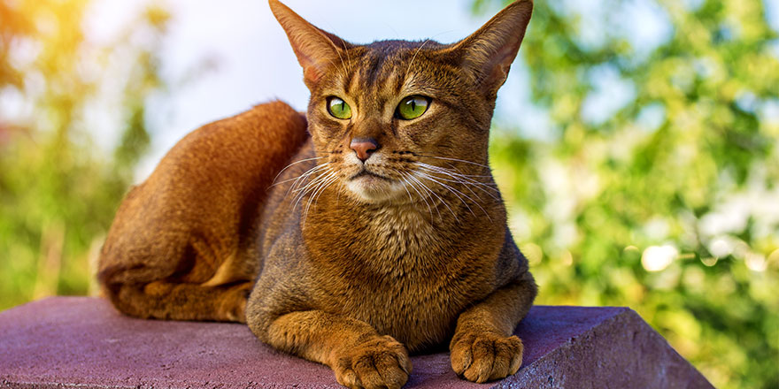 Abyssinian cat