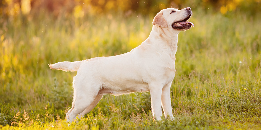 Active, smile and happy labrador yellow dog shows withers in park on