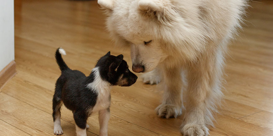 Huge white Samoyed dog and small tricolor puppy sniffing each other in the indoors.