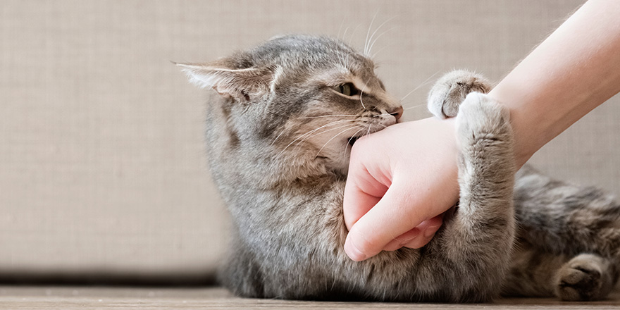 Aggressive gray cat attacked the owner’s hand. Beautiful cute cat playing with woman hand and biting with funny emotions.