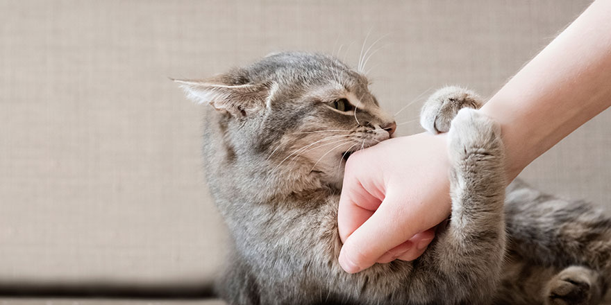 Aggressive gray cat attacked the owner’s hand,