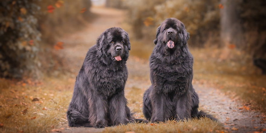 Amazing newfoundland dogs in autumn