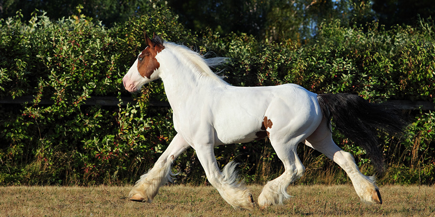 American Drum Horse is a modern American breed of heavy horse of draft type