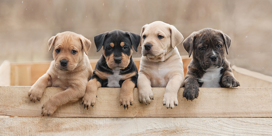 American staffordshire terrier puppies sitting in a wooden box.