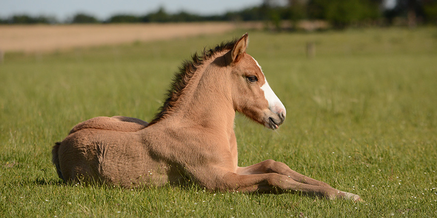 Caballo árabe