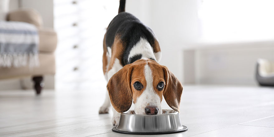 Beagle puppy eating