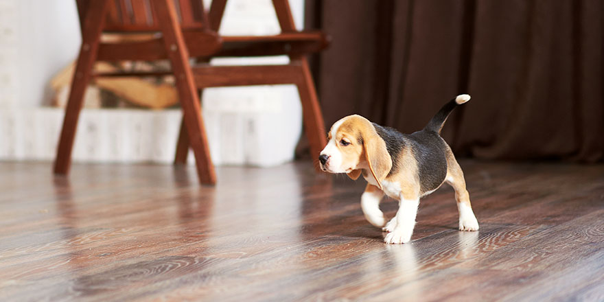 Beagle puppy playing at home on a hardwood floor.