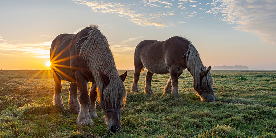 Belgian horses at sunrise in the Hondsrug region (The Netherlands).