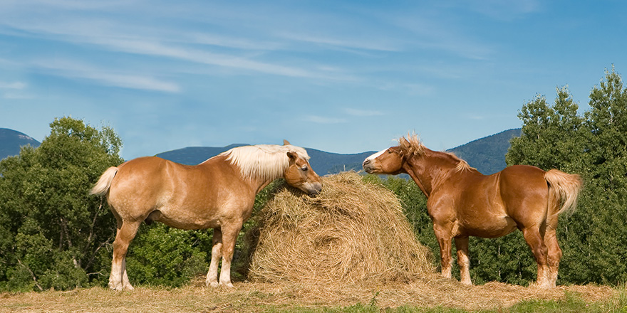 Belgian horses grazing