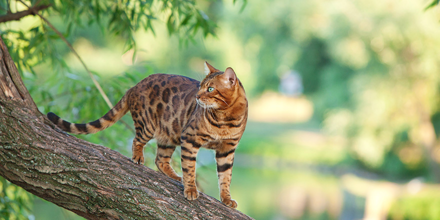 Bengal cat