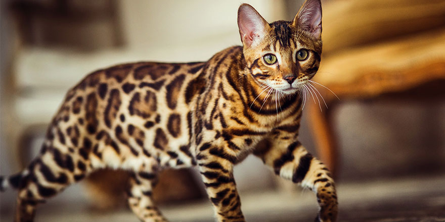 Bengal cat