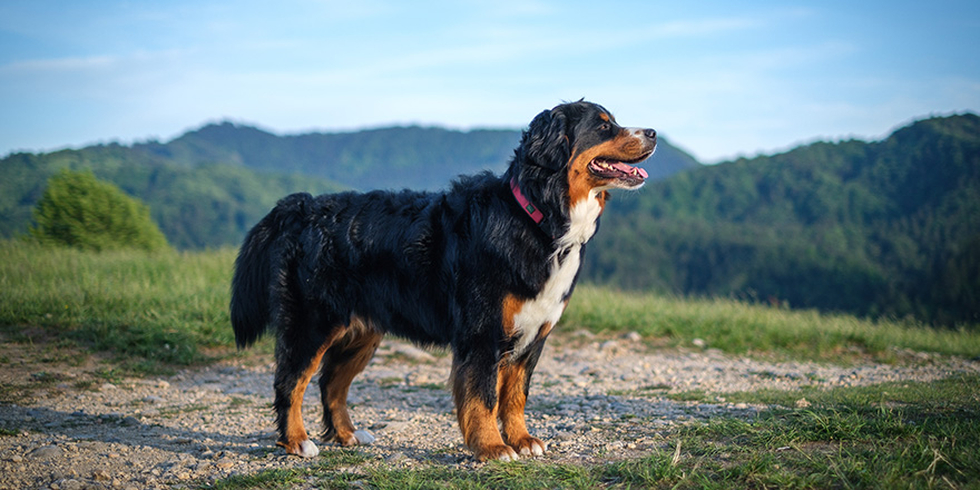 Bernese Mountain Dog in evening sun