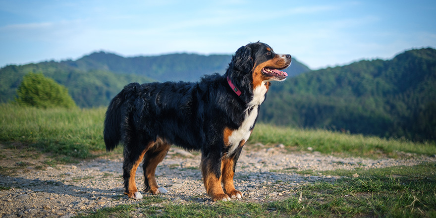 Bernese Mountain Dog in evening sun