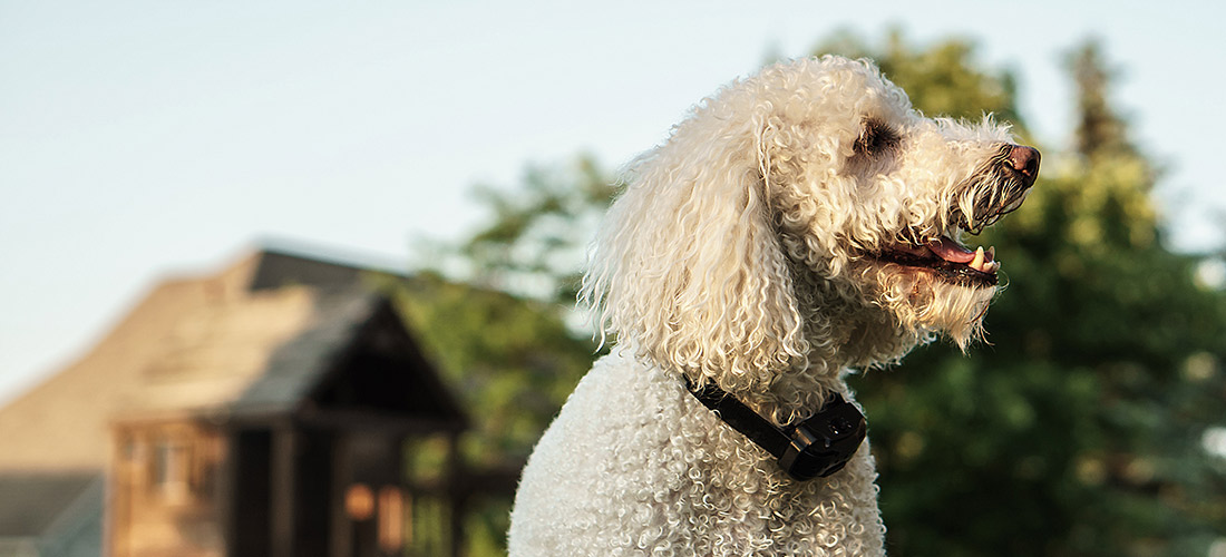 Best-Bark-Collar-For-Dogs