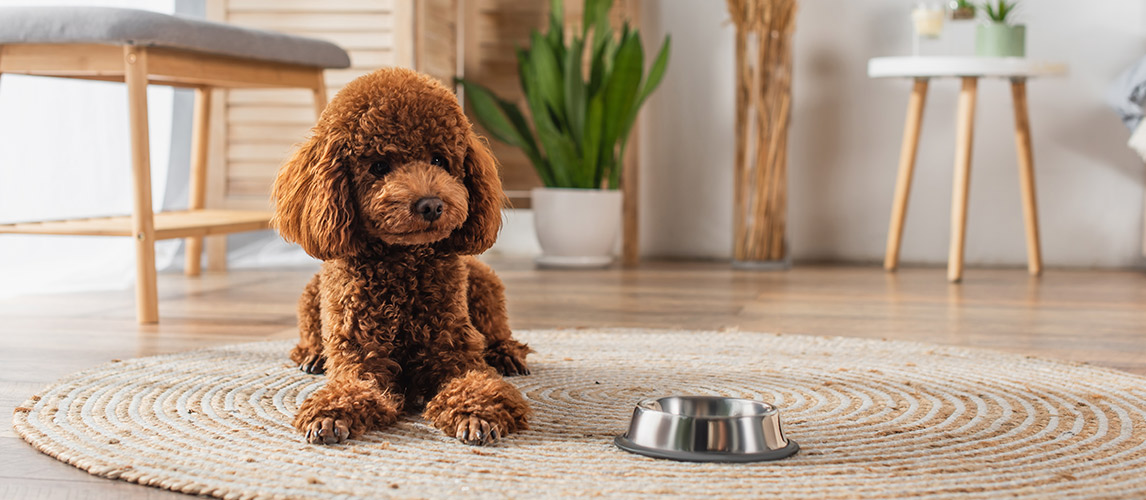 Best-Dog-Food-for-Poodles