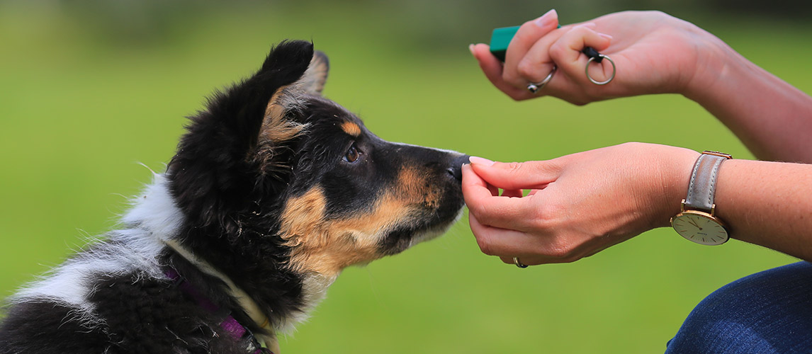 Best-Pill-Pockets-For-Dogs