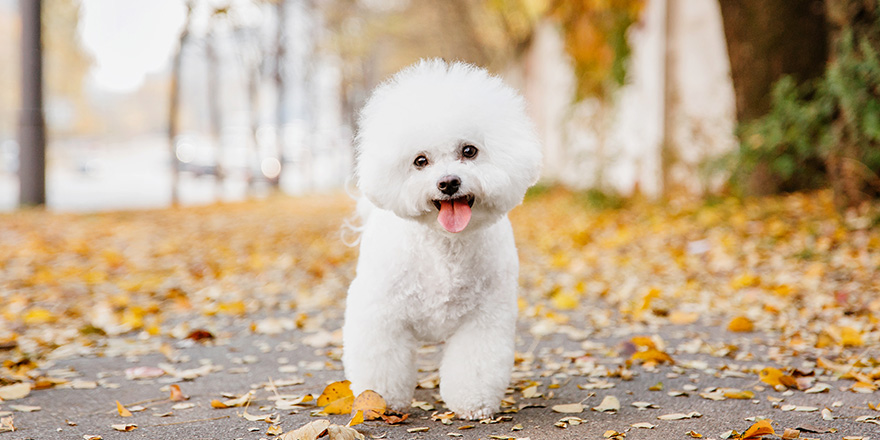 Bichon frize dog close up portrait. 