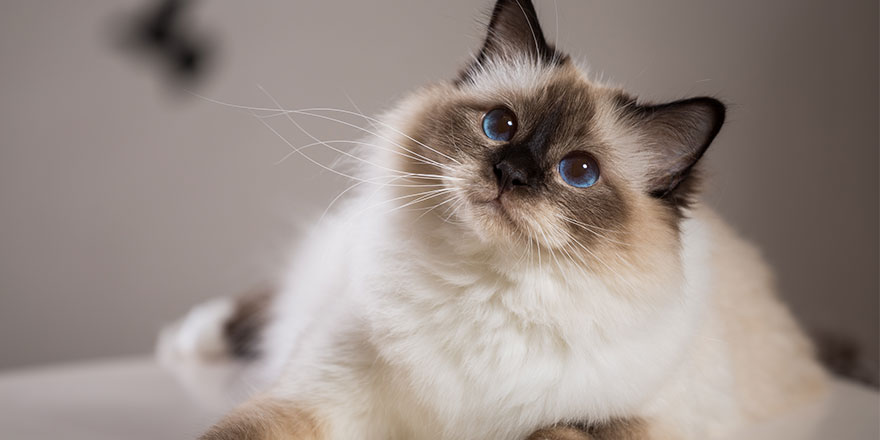 Birman cat breed