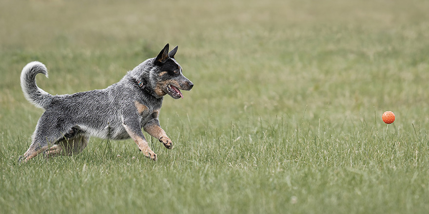 Blue Australian Cattle dog runs and chases after a ball.