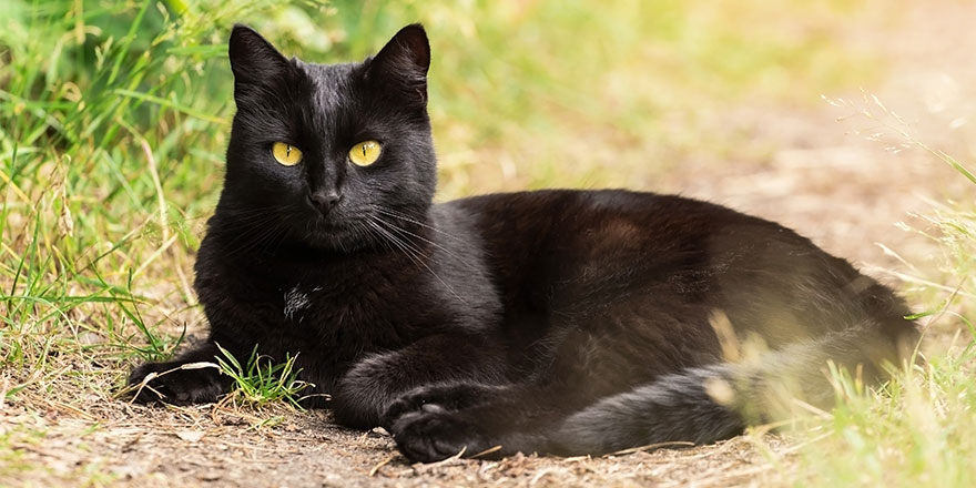 Bombay black cat