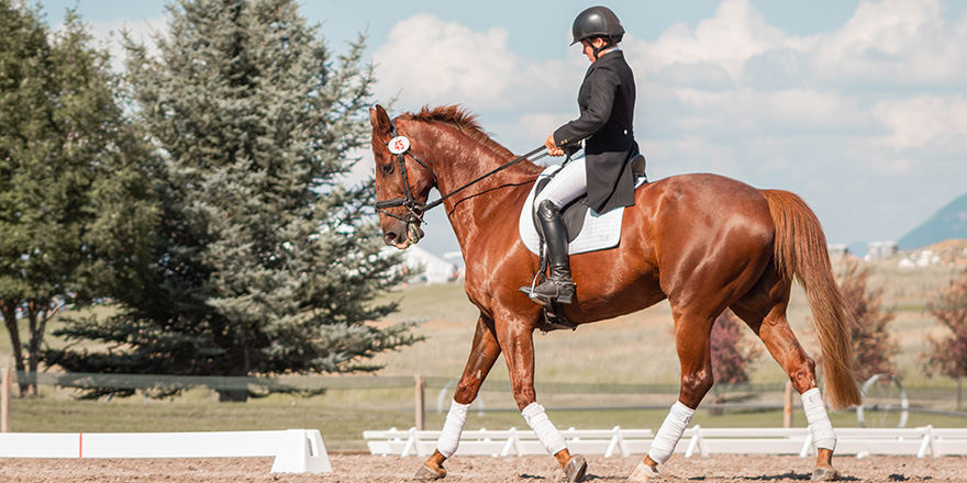 Breeding Arabian Horses