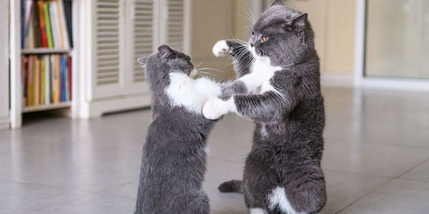 British short-hair cats in a fight