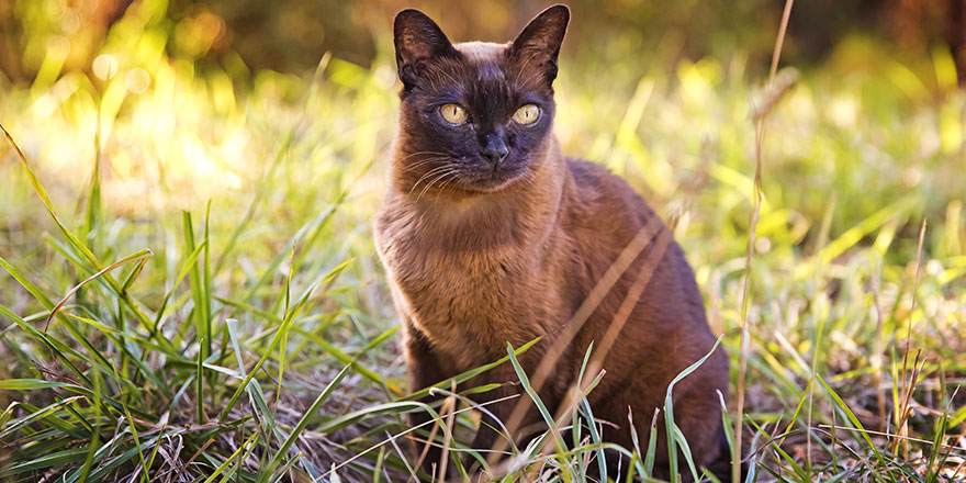 Brown Burmese cat