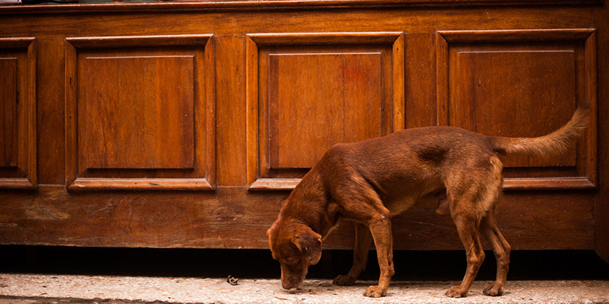 Brown dog is eating in front of the huge wooden door.