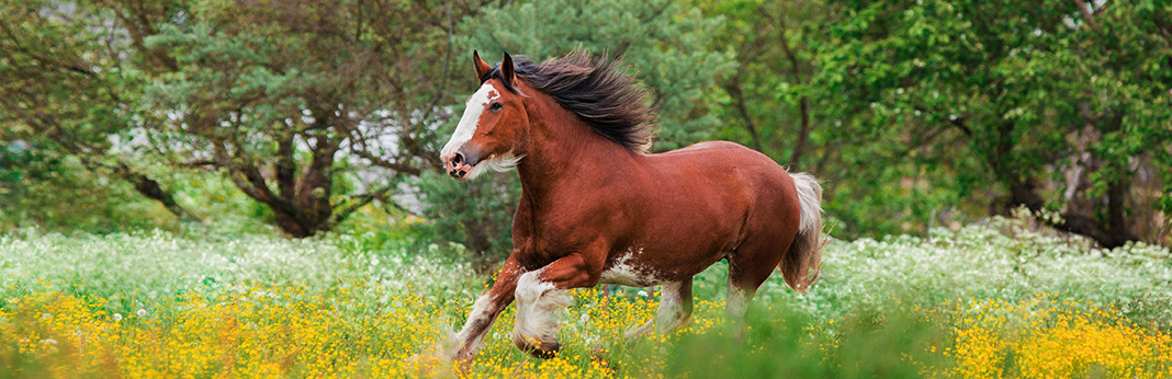 Clydesdale-Horse