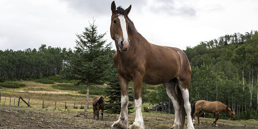 Brown Clydesdale horse standing in the field.