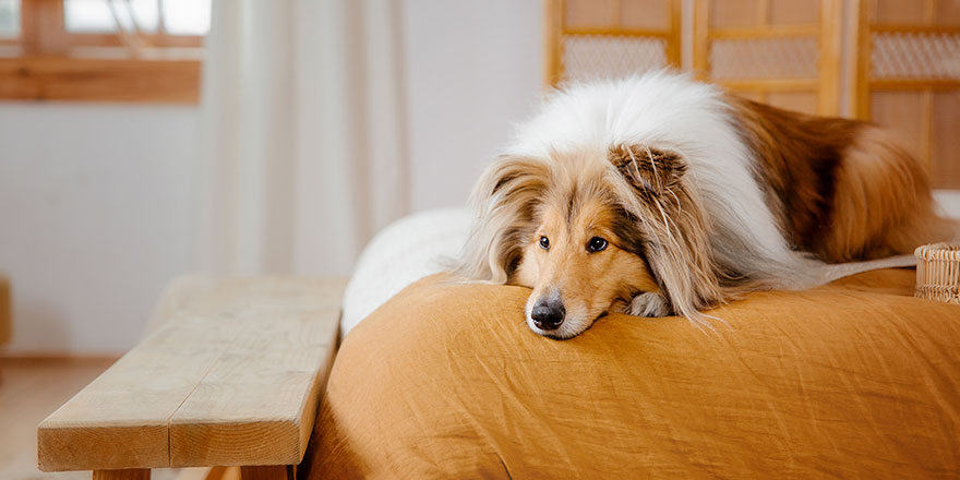 Beautiful Collie dog is lying down on the bed.