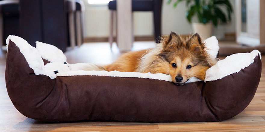 Collie sleep in a dog basket