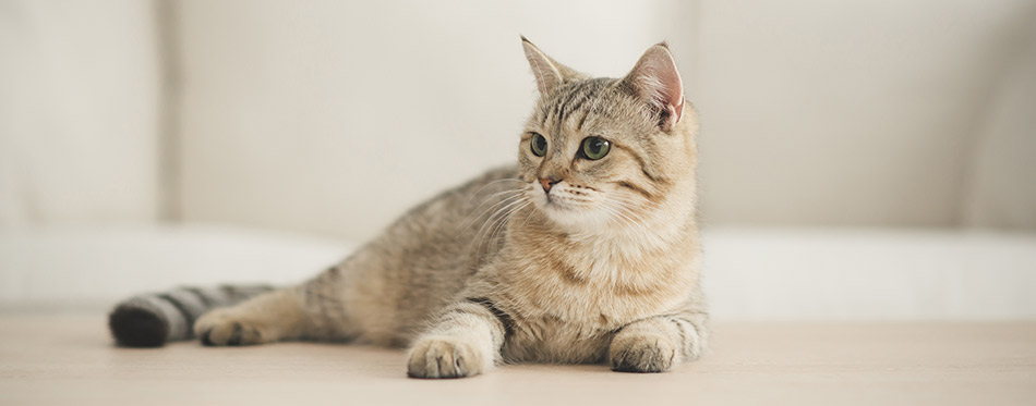 Cute cat lying on wooden table in living room