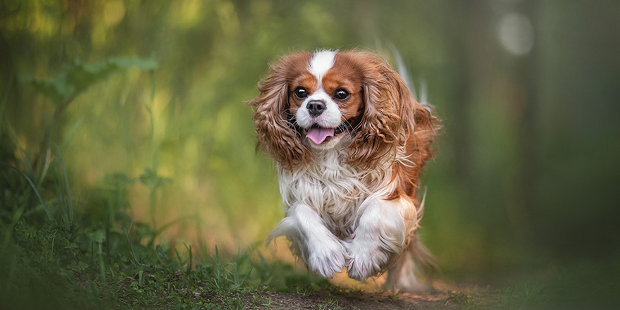 Cute cavalier king charles spaniel joyfully running along the path against the backdrop of a summer sunset forest