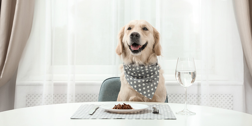 Cute funny dog sitting at served dining table indoors