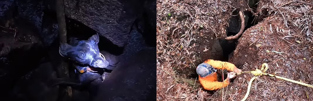 Dog Saved From Under Volcano