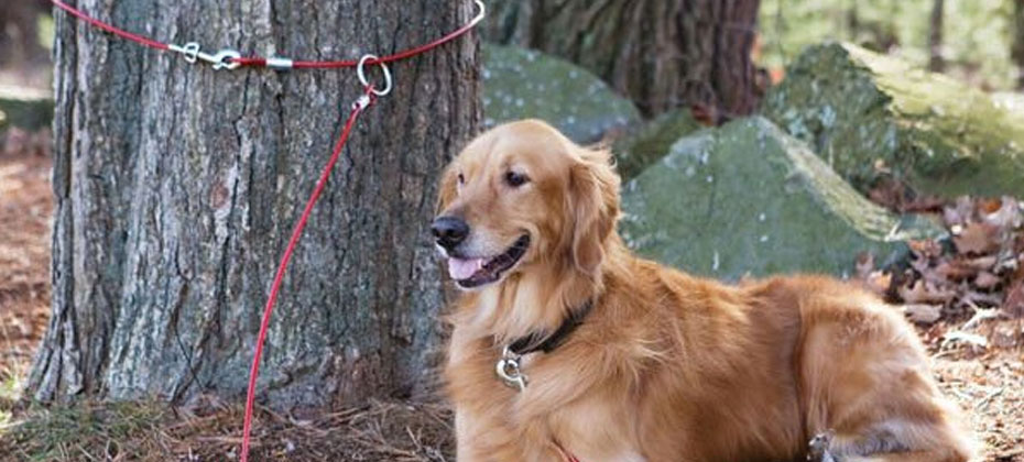 Golden Retriever on a tie-out next to the huge tree.